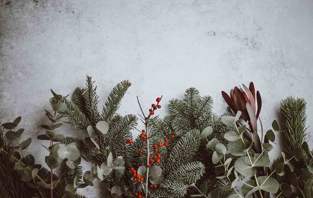 Pine branches, red berries and plants